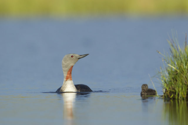 Red-throated divers have returned since the eradication of American mink (SNH/PA)