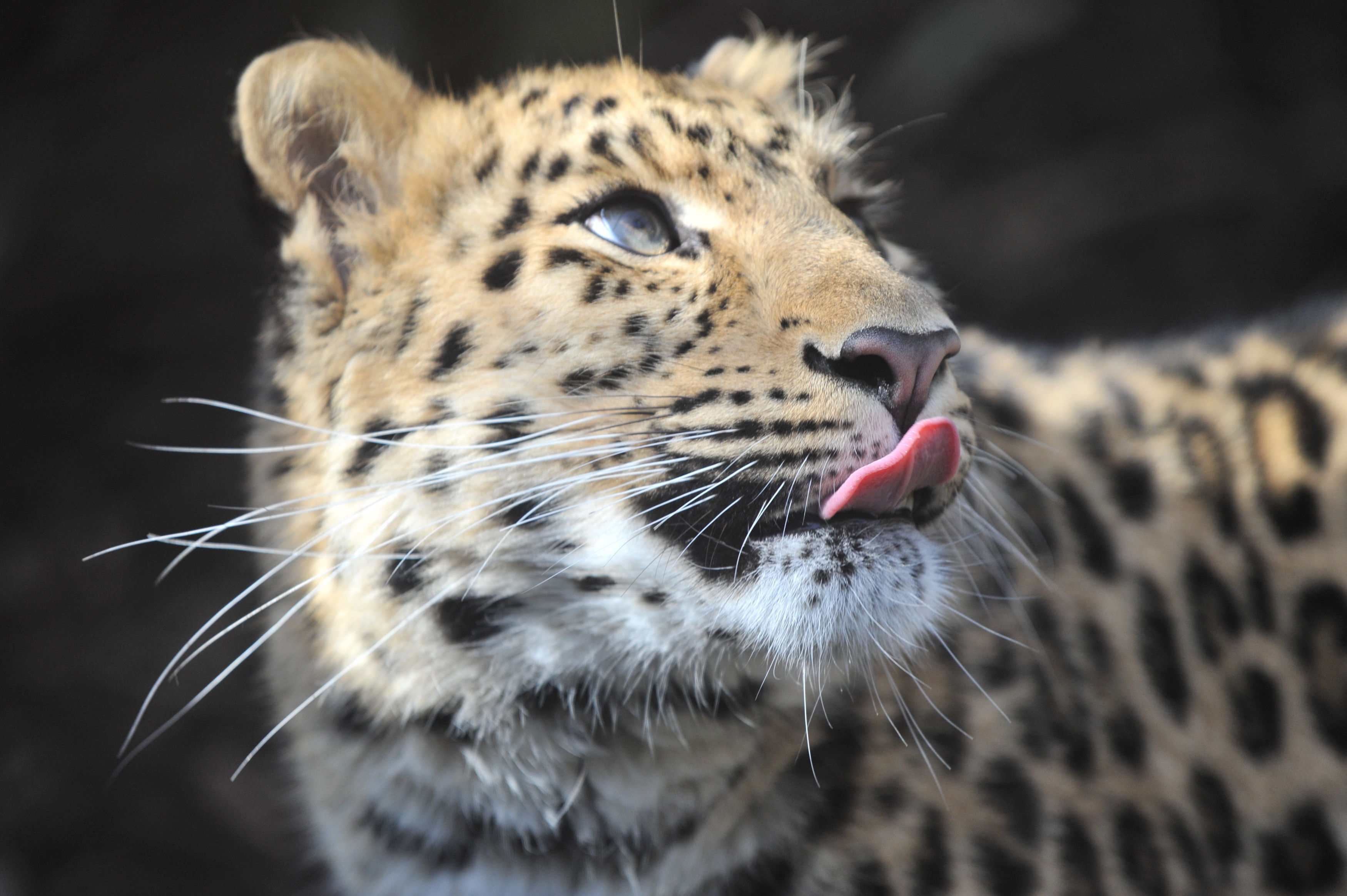 Amur leopard Arina