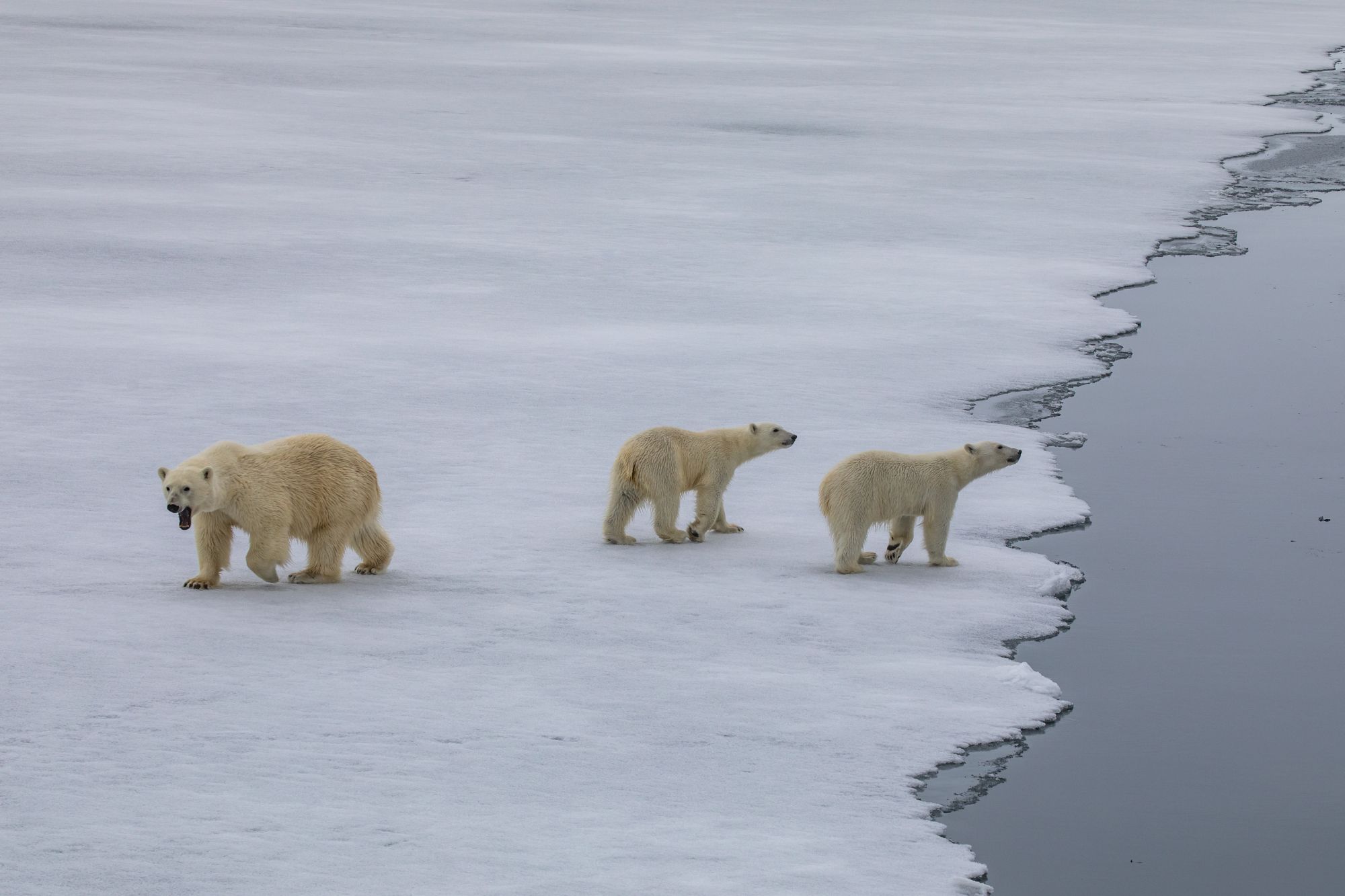 A mother and two cubs approach the Vavilov (Paul Goldstein/PA)