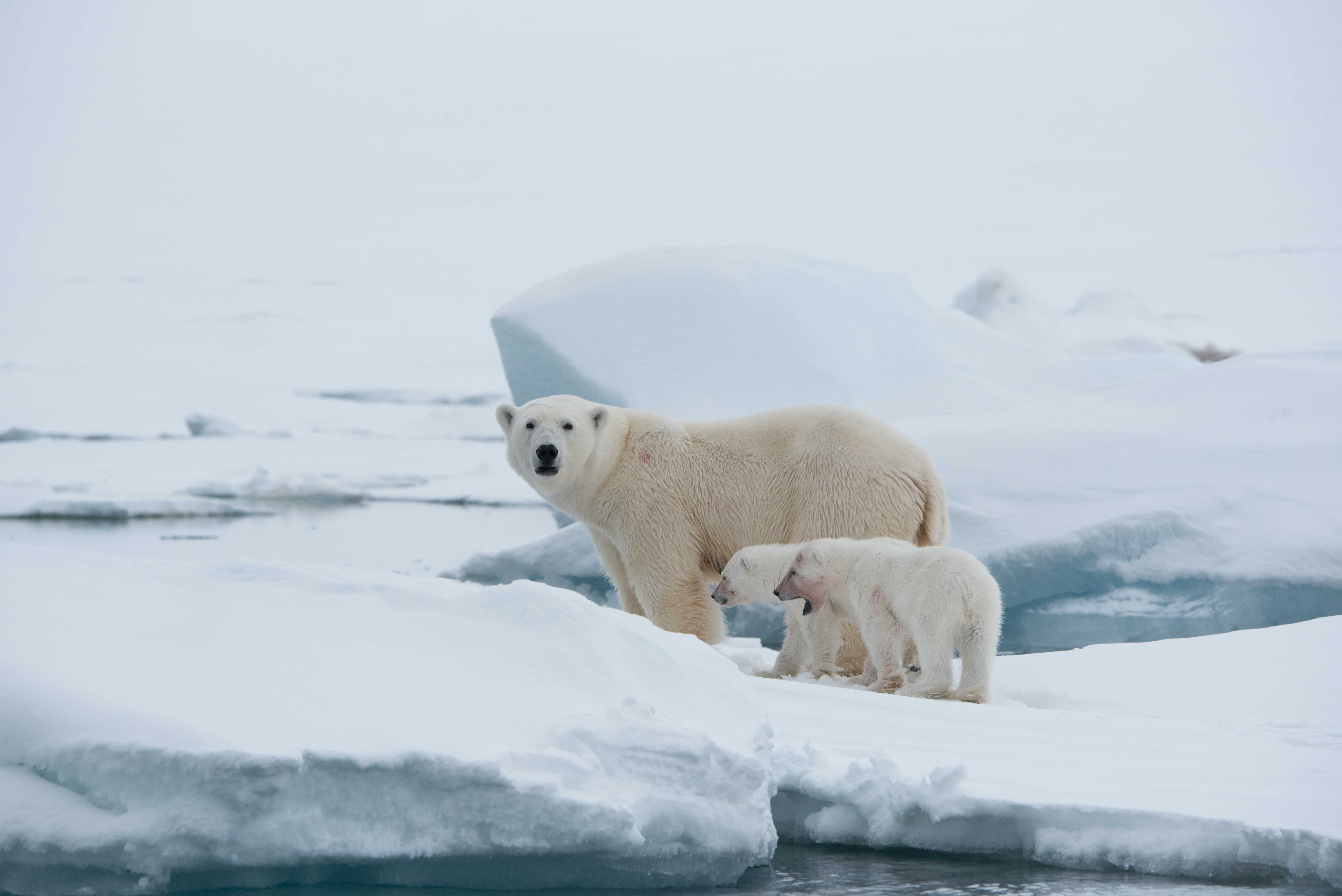 A mother and two cubs at Torrelnesset (Sarah Marshall/PA)