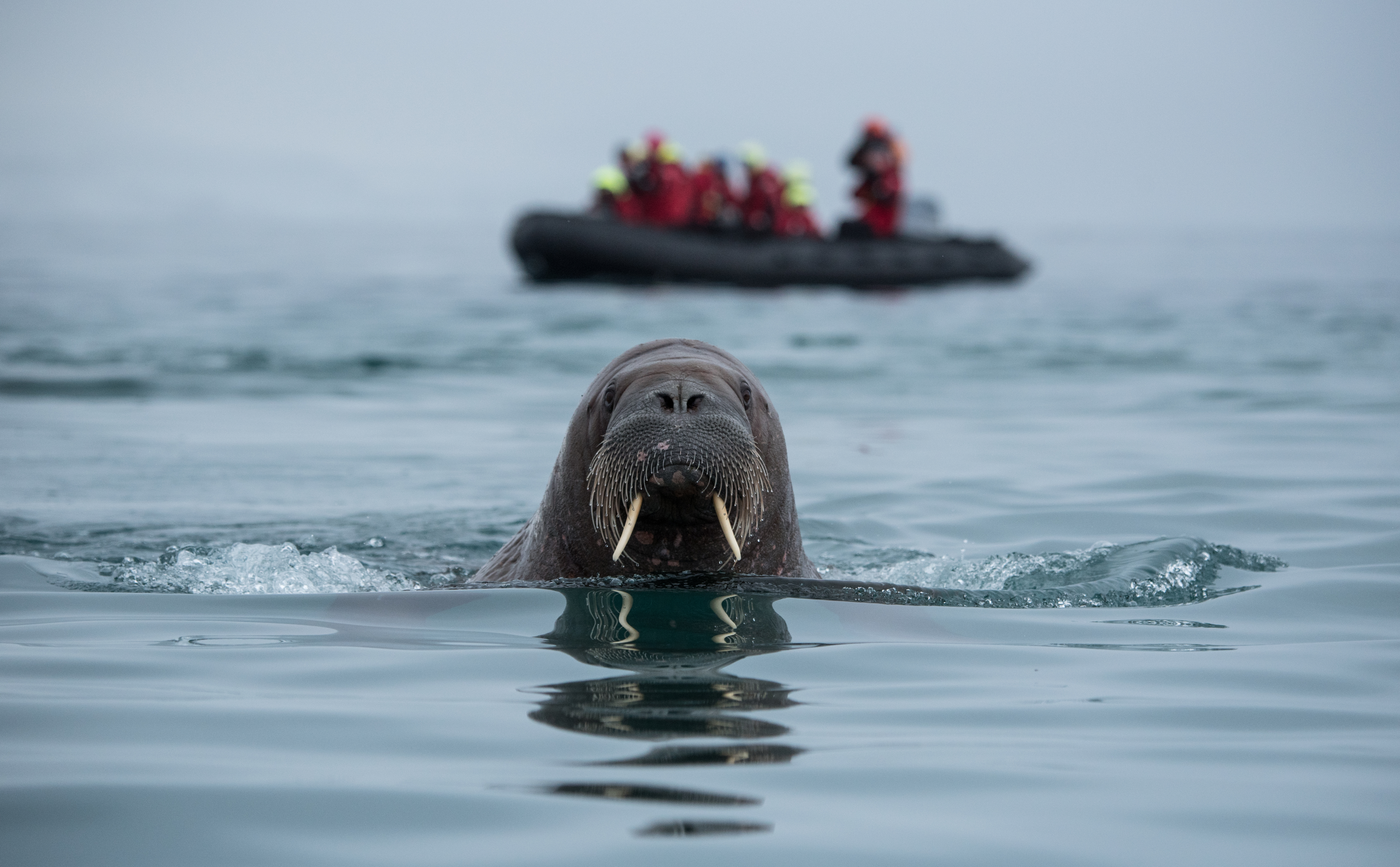 A walrus spy-hops between Zodiacs (Sarah Marshall/PA)