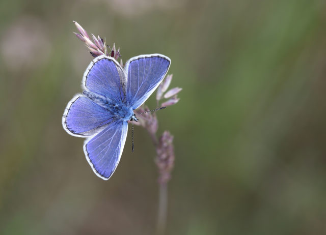 Common blue butterflies could also see bumper numbers in the annual Big Butterfly Count (Mark Searle, Butterfly Conservation/PA)