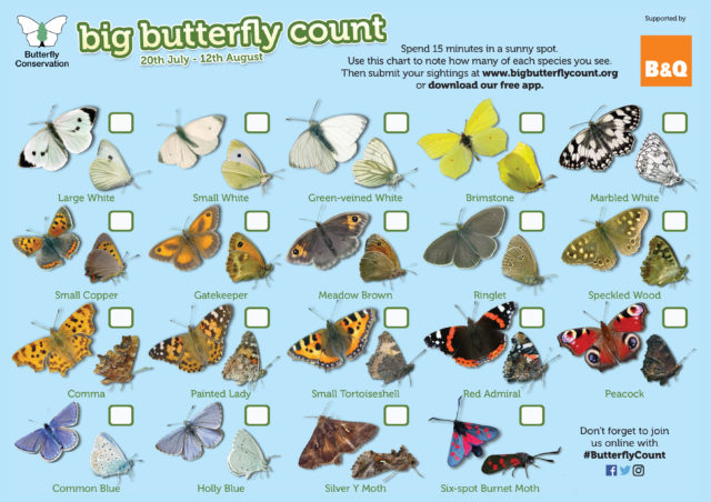 People are asked to spot 17 common butterflies and two day-flying moths in the Big Butterfly Count (Butterfly Conservation/PA)
