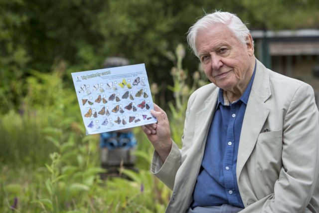 Sir David Attenborough is urging people to take part in the Big Butterfly Count (Butterfly Conservation/PA)