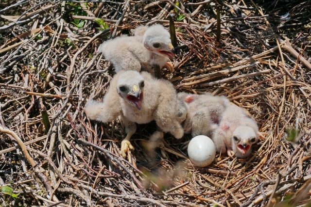 Endangered hen harriers bred successfully in nature reserves and on grouse moors, Natural England said (M Demain/RSPB/PA)