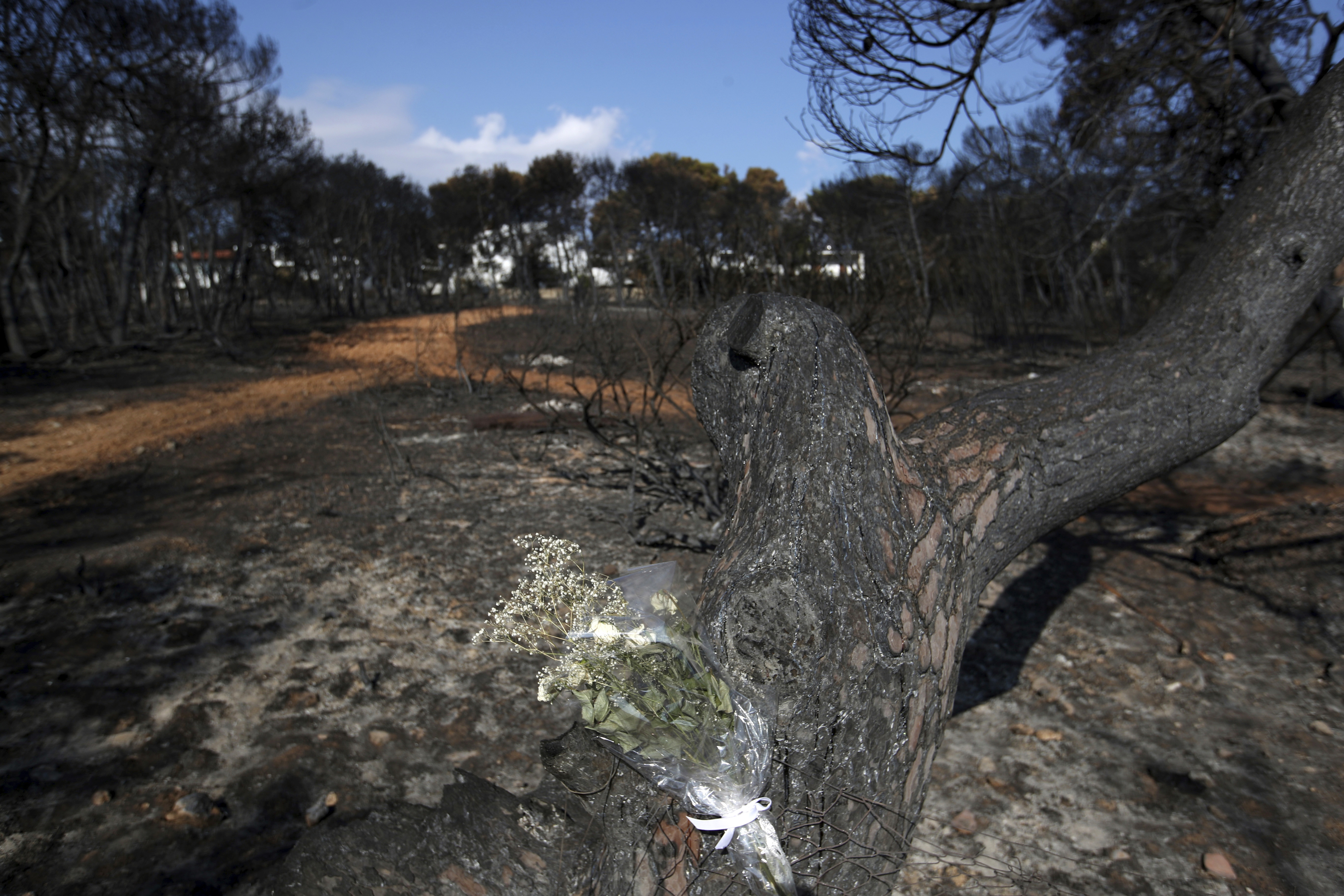 Flowers are placed on a burnt tree in Mati, east of Athens