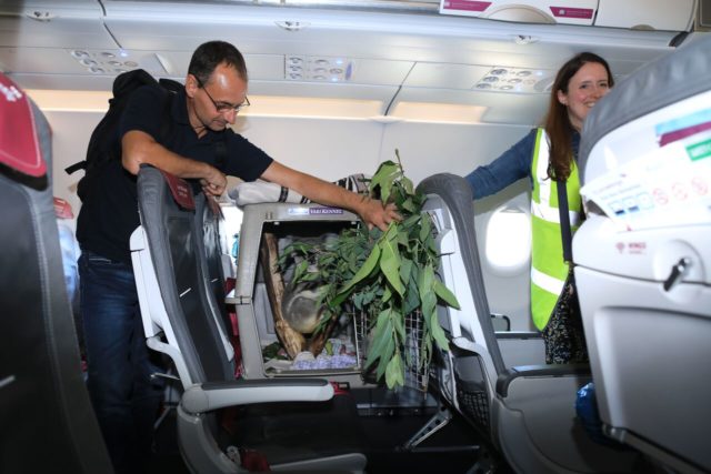 The koala had his own seat on the plane