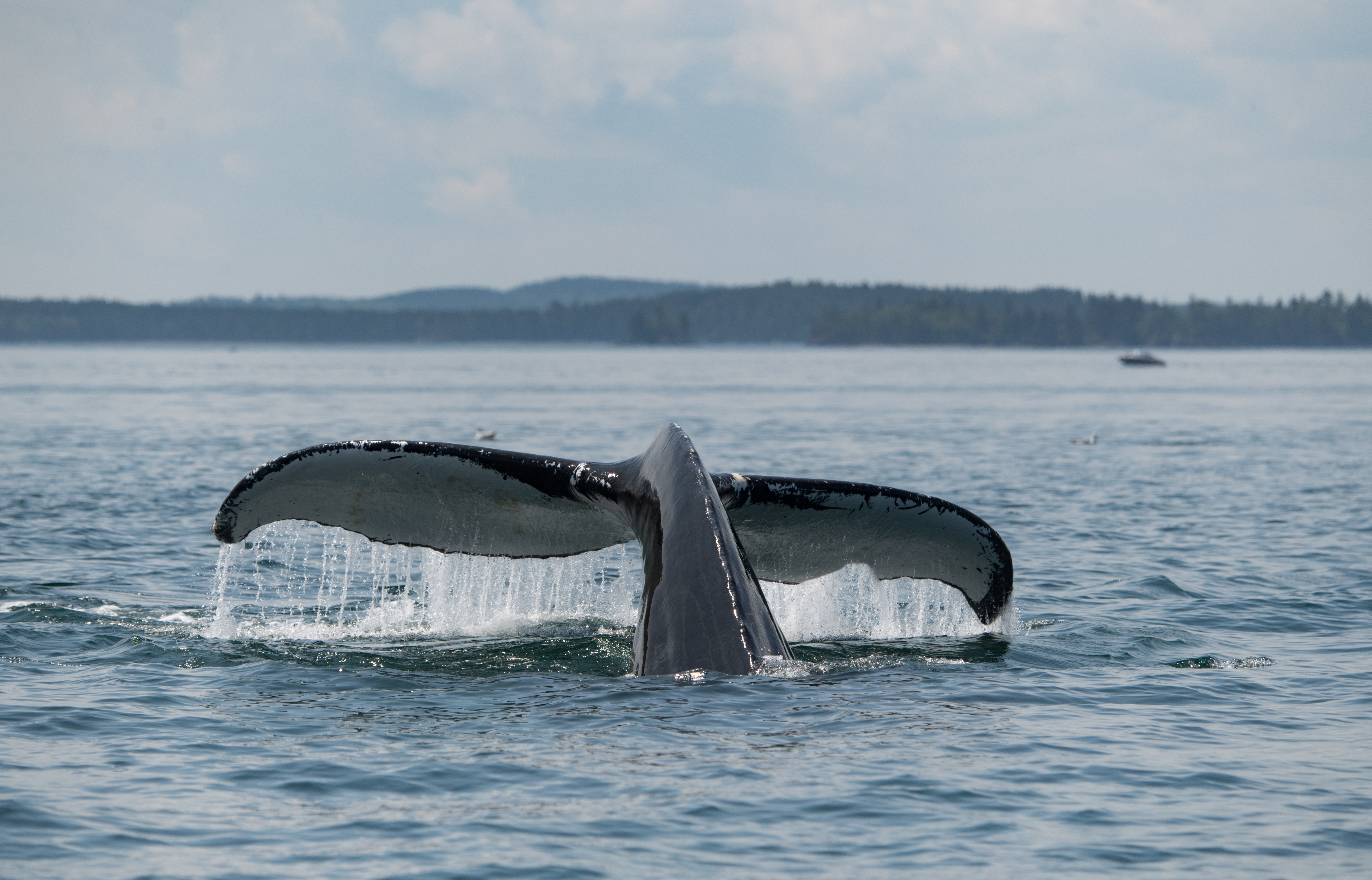 A humpback shows off its flukes in the Bay of Fundy (Sarah Marshall/PA)