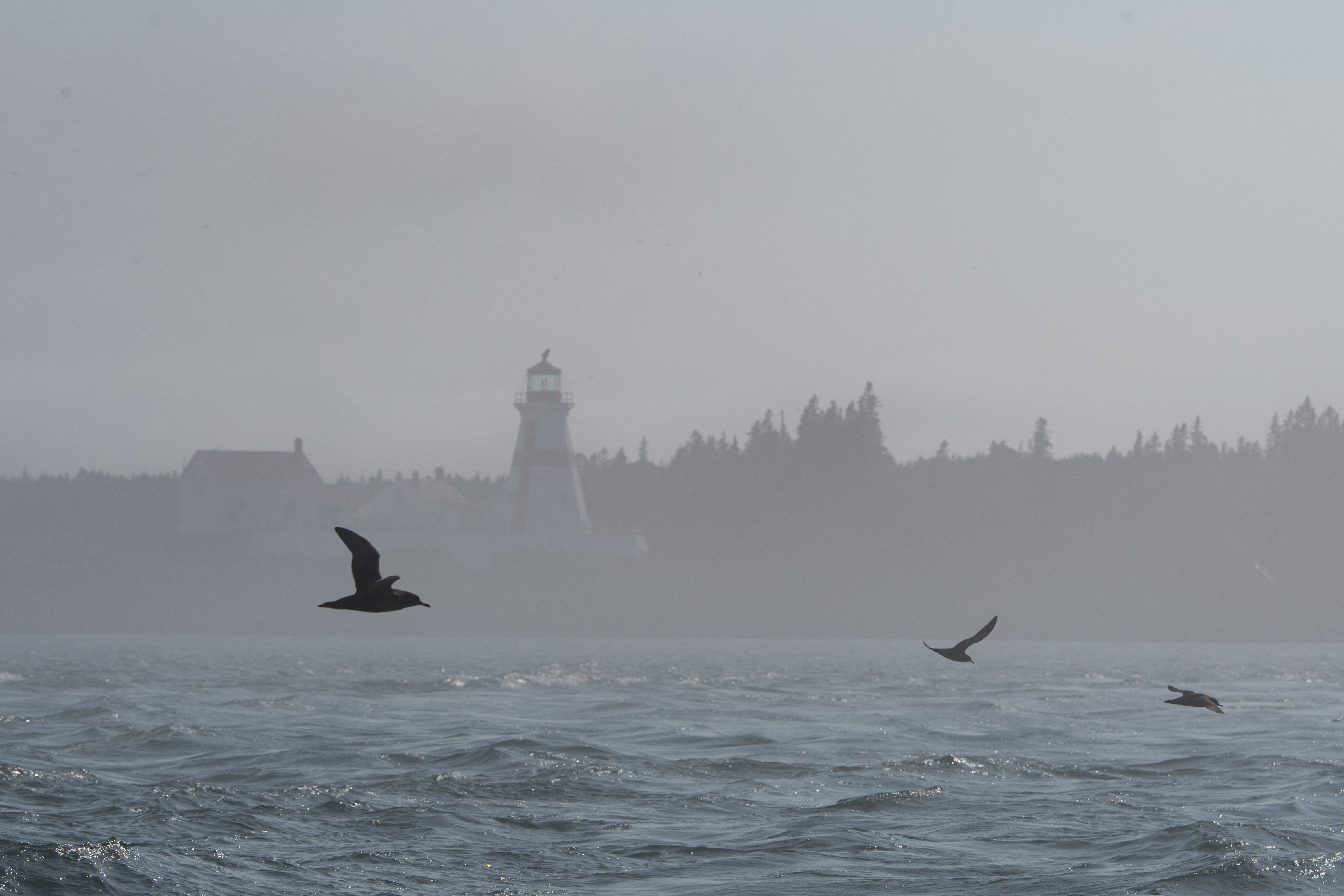 Fog obscures a lighthouse on Campobello Island in the Bay of Fundy