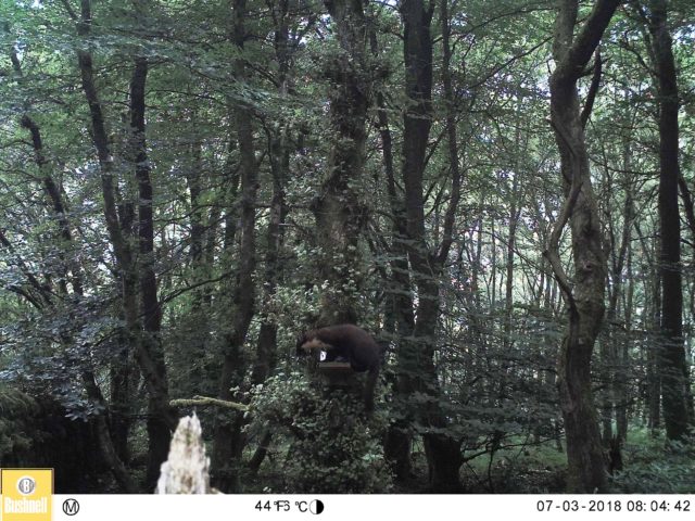 Camera footage has confirmed the presence of the pine marten in Kielder Water and Forest Park (Forestry Commission/PA)