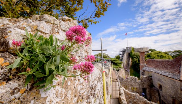 Plants such as valerian can damage stonework on walls at sites such as Carisbrooke Castle (English Heritage/PA)