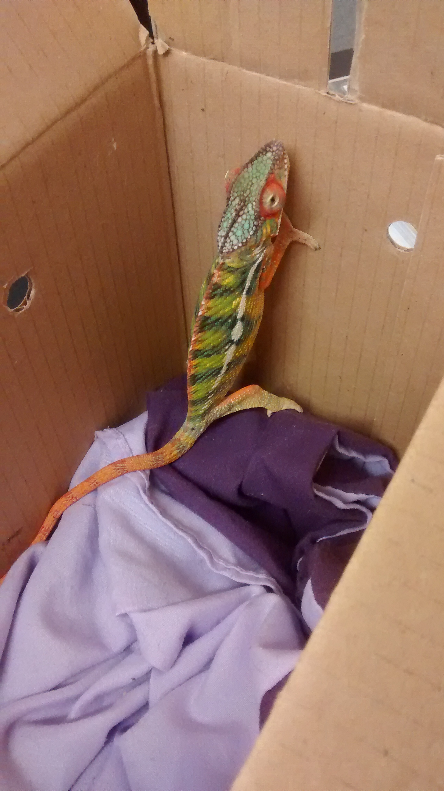 Rainbow chameleon mistaken for toy found in Welsh garden