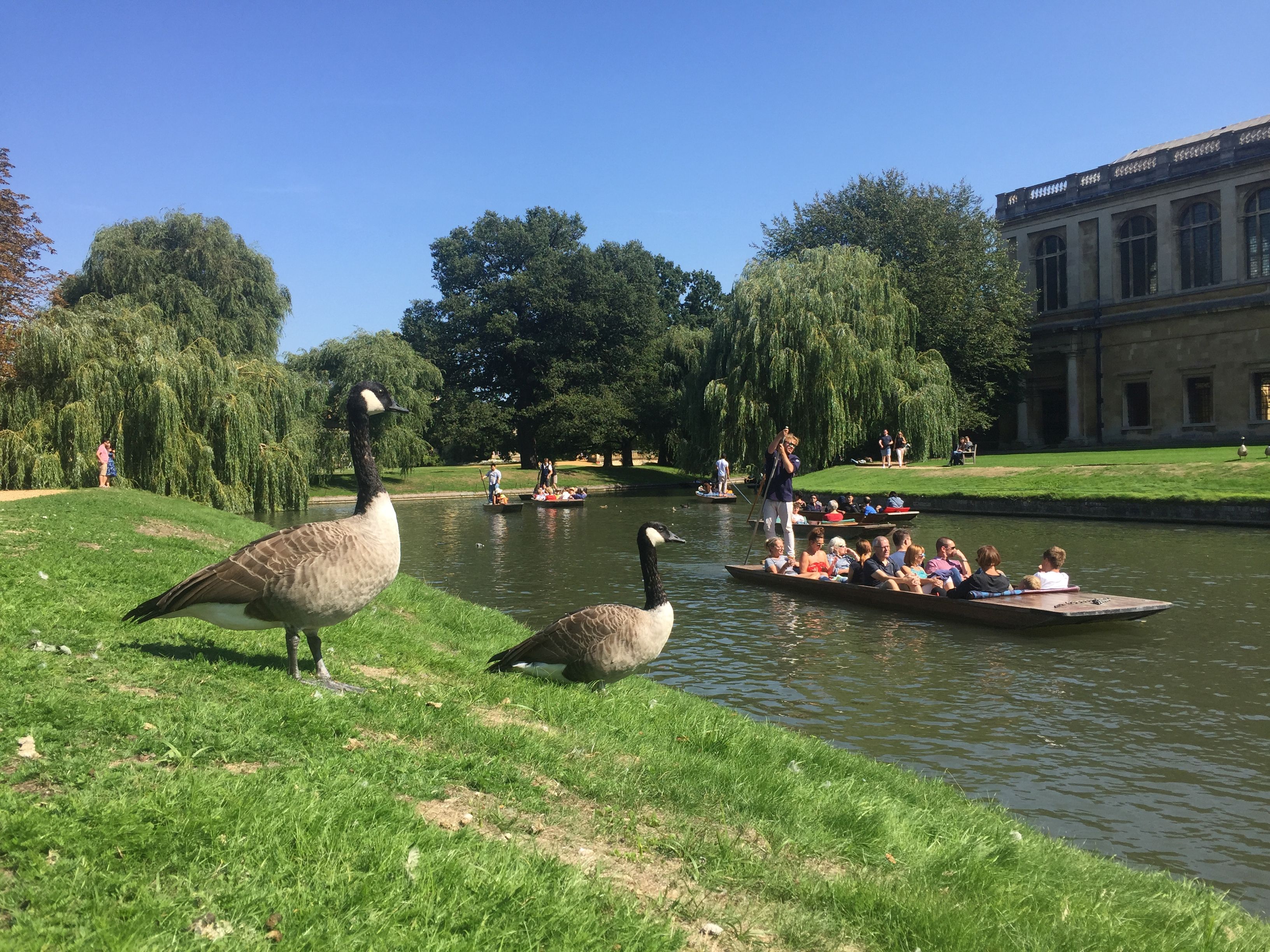 Geese watching punters on the River Cam
