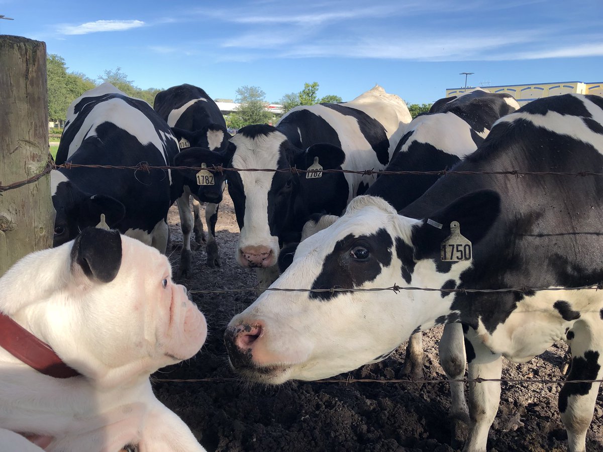 Tofu and the cows get to know each other