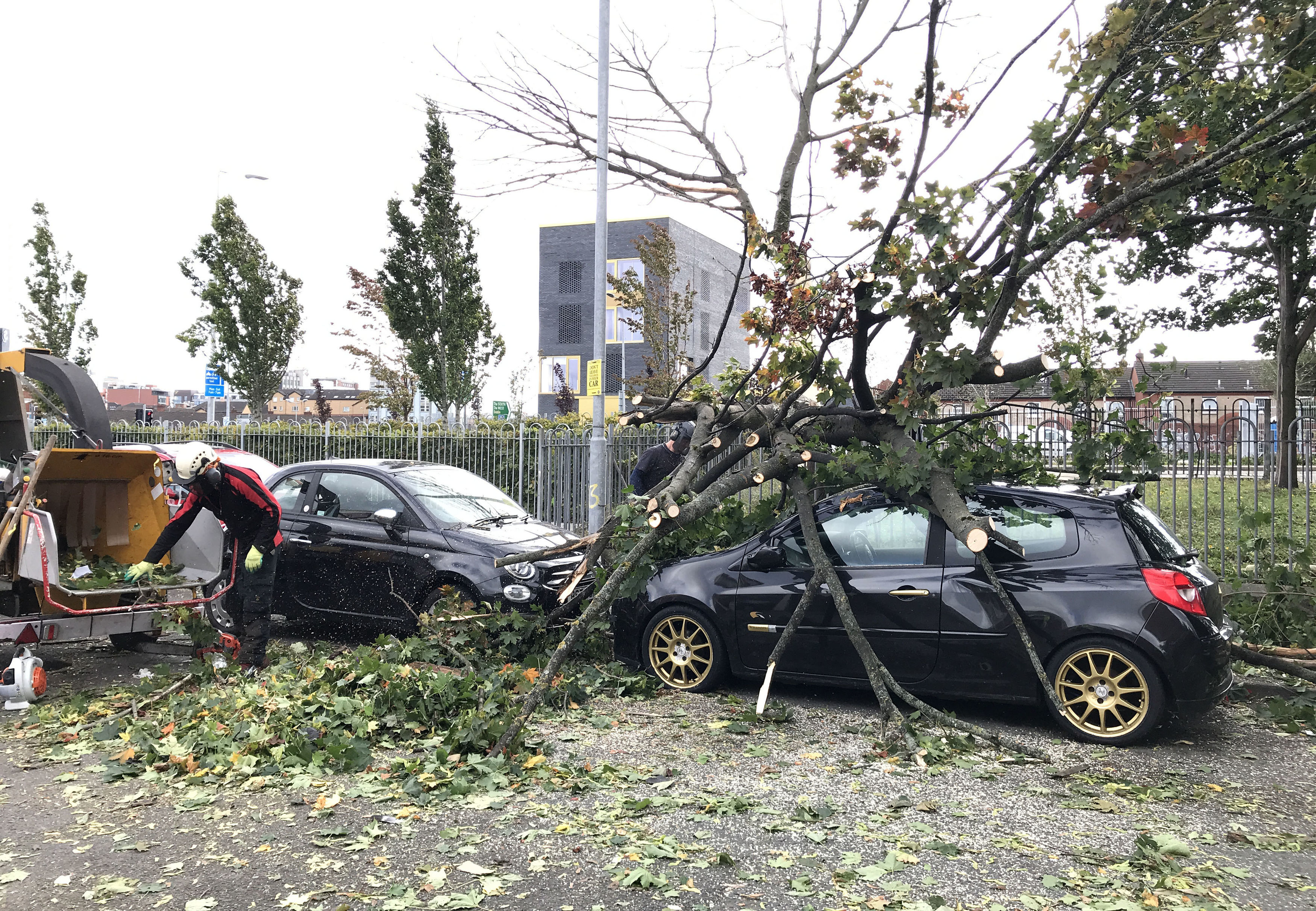 Tree fallen onto car