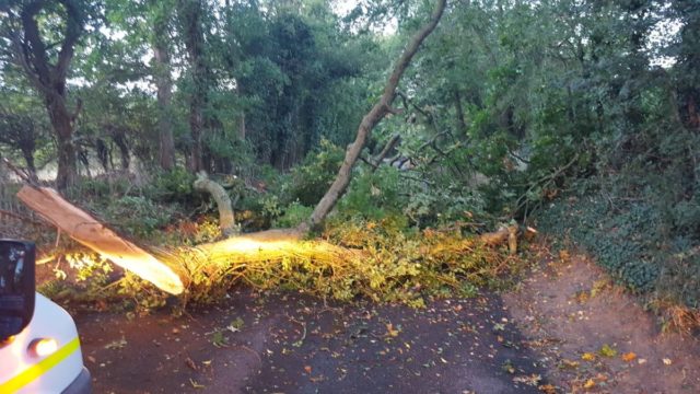 Fallen tree on the road in Hemingstone, Suffolk, during Storm Bronagh 