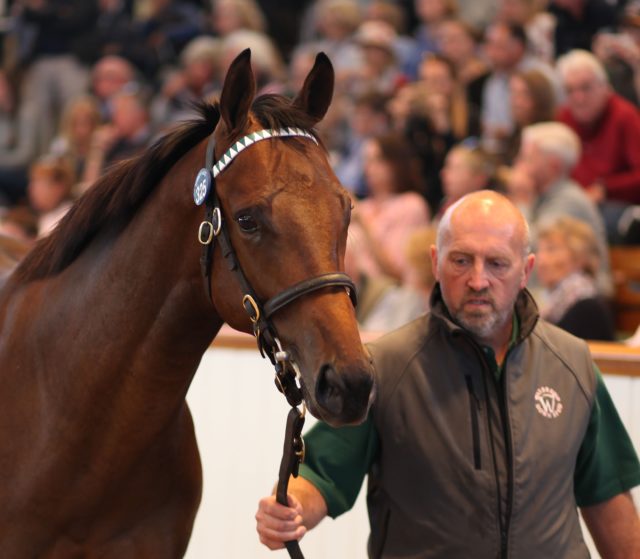 The striking Dubawi colt that went for 3.5million guineas at the sales in Newmarket