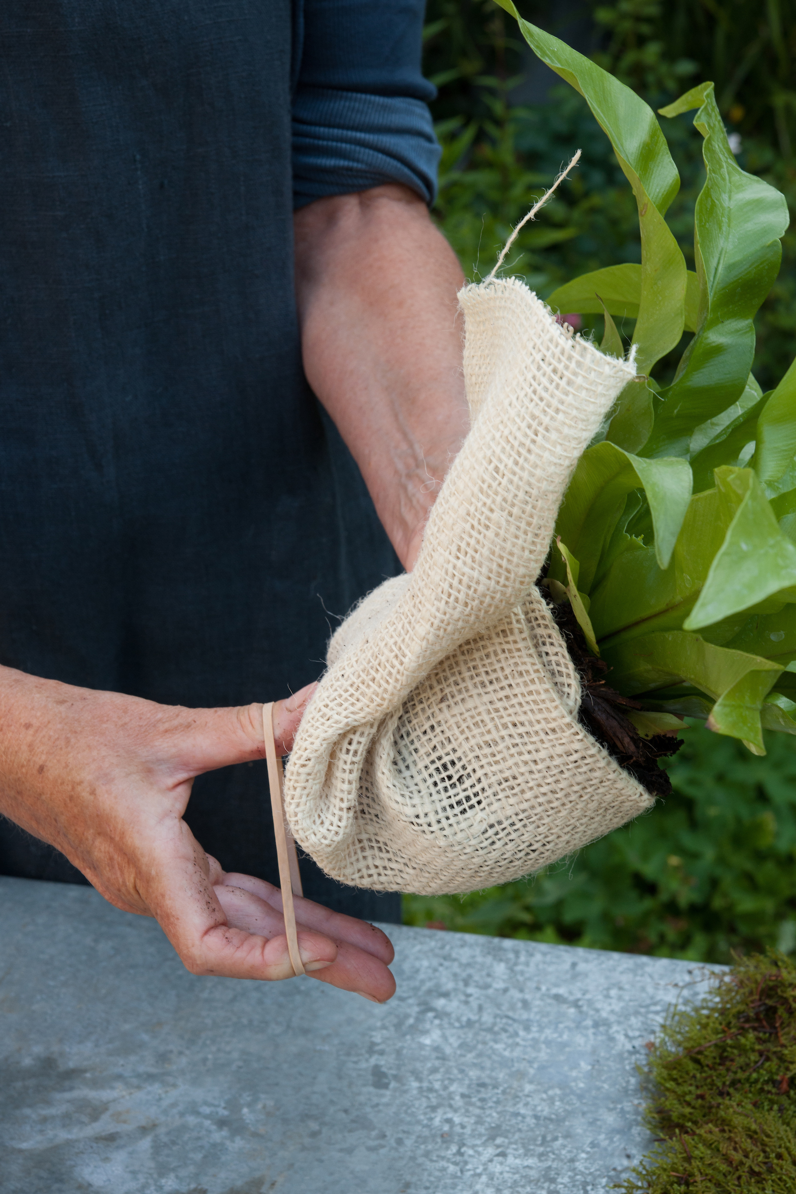 Use the hessian to secure the rootball (Nicholas Hodgson/PA)