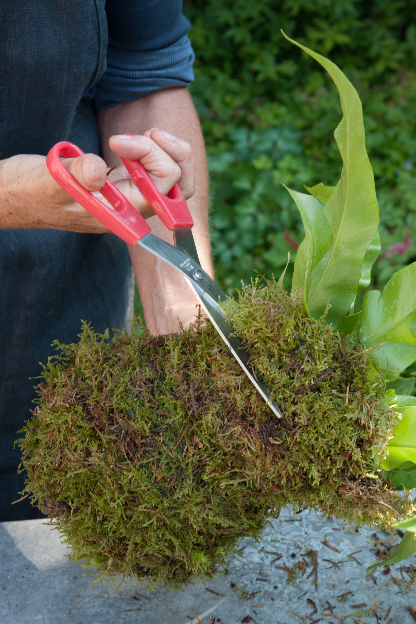 Trim the excess moss (Nicholas Hodgson/PA)
