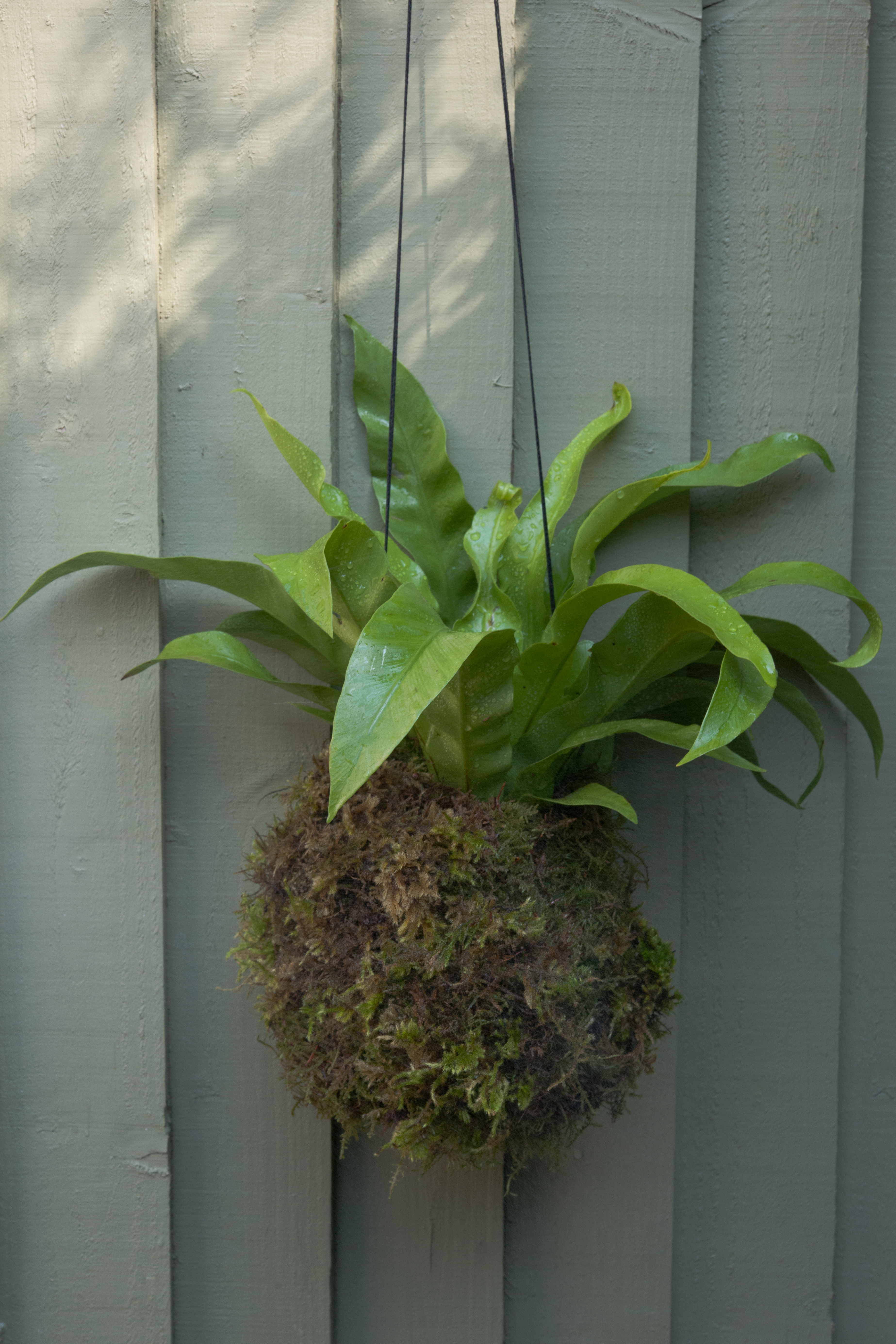 A finished kokedama (Nicholas Hodgson/PA)