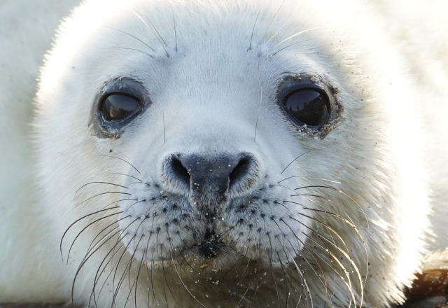 Around half the 300,000 grey seals in the world are found in British and Irish waters (Owen Humphreys/PA)