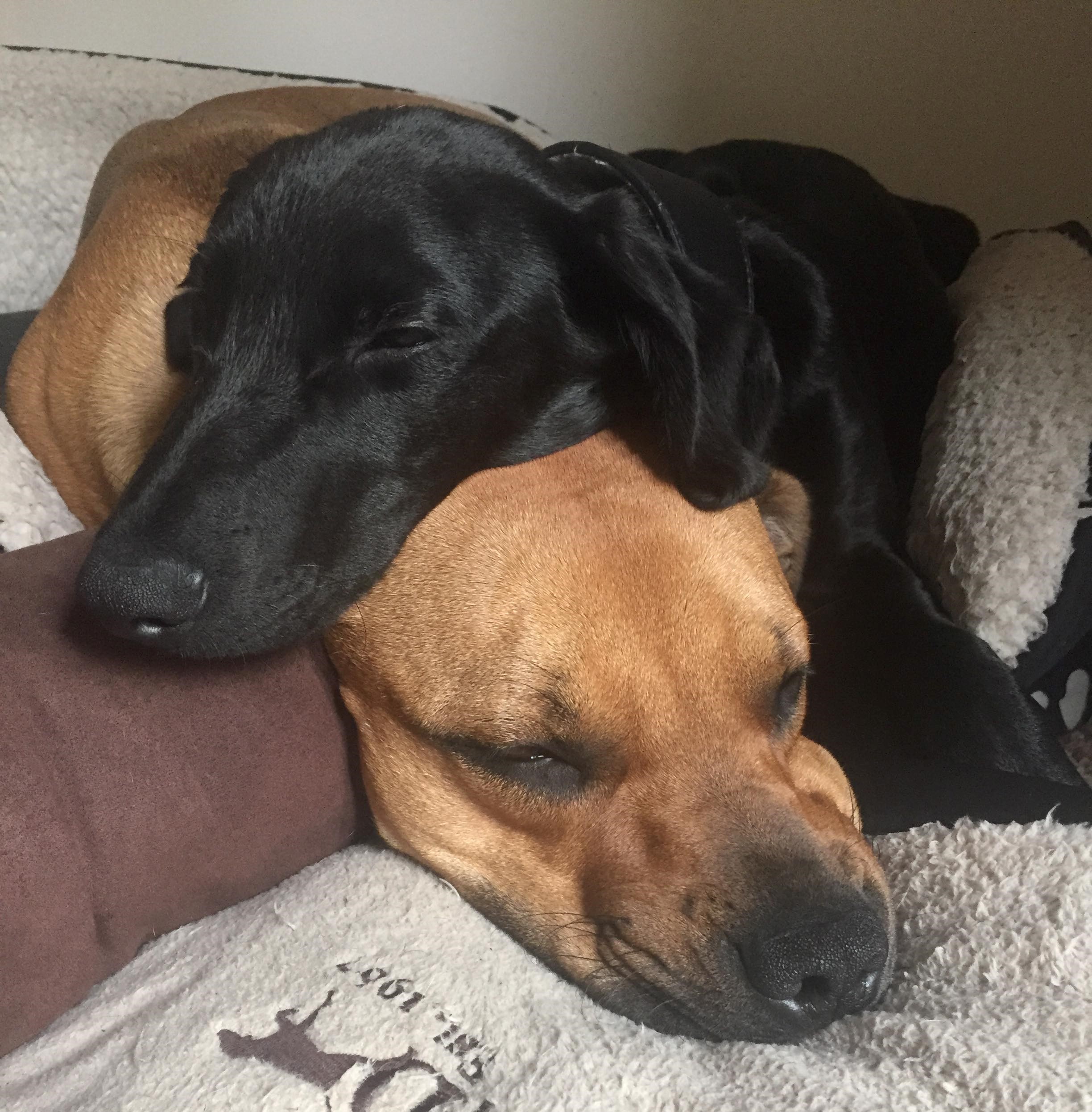 Cleo and Cobi