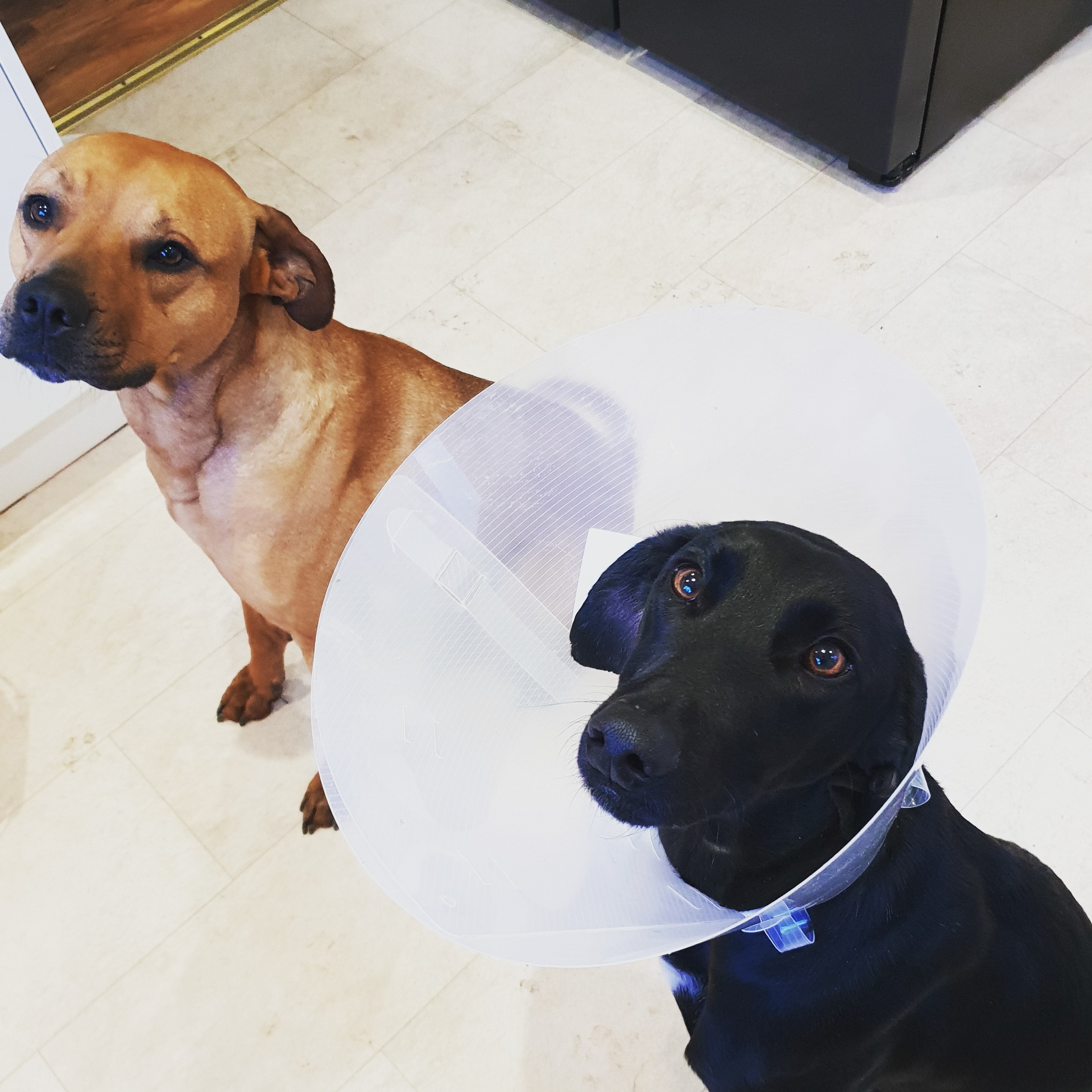 Cleo, left, and Cobi wearing a cone after their recovery