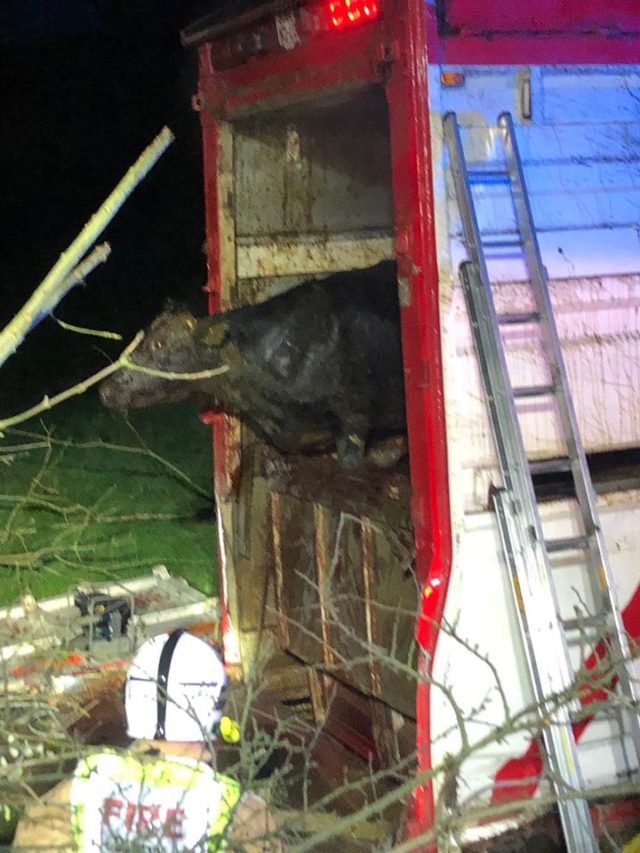 Firefighters in Northern Ireland rescue 39 bulls that were trapped in an overturned lorry