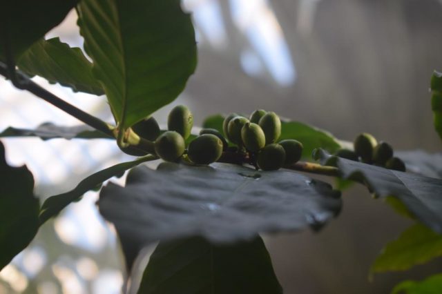 Less than half of wild coffee species are found in seed banks or in living plant collections, as here in Kew (RBG Kew / PA)