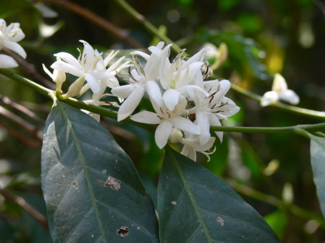 Arabica, seen here in bloom, makes up 60% of global coffee trade (Aaron Davis, RBG Kew / PA)