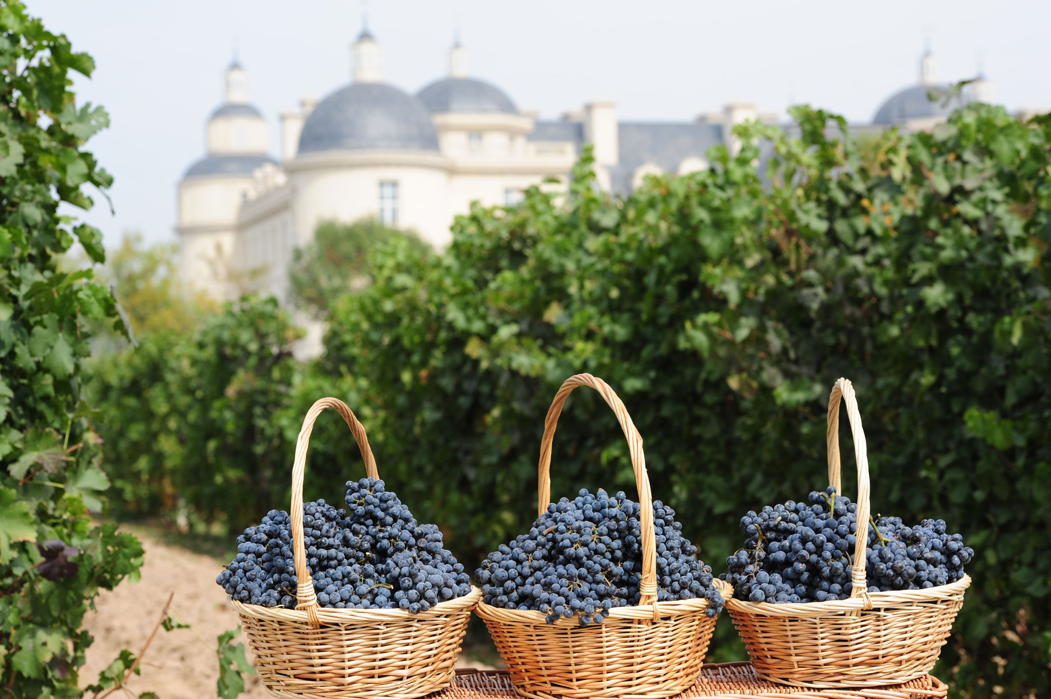 Baskets of grapes in vineyard