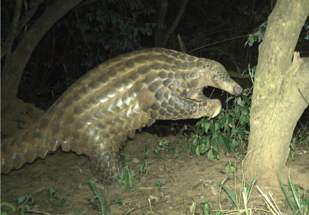 Pangolin