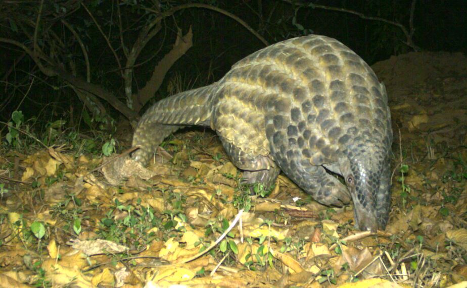Pangolin