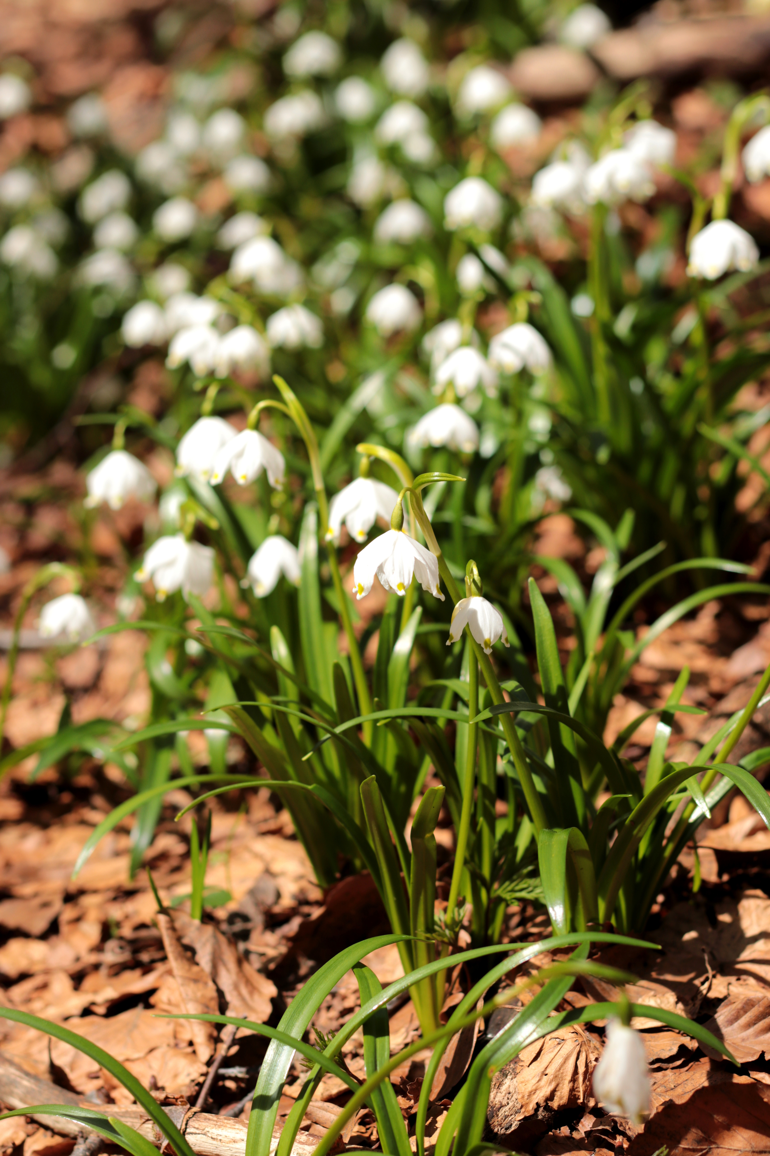 Snowdrops provide nectar for insects early in the year (Thinkstock/PA)