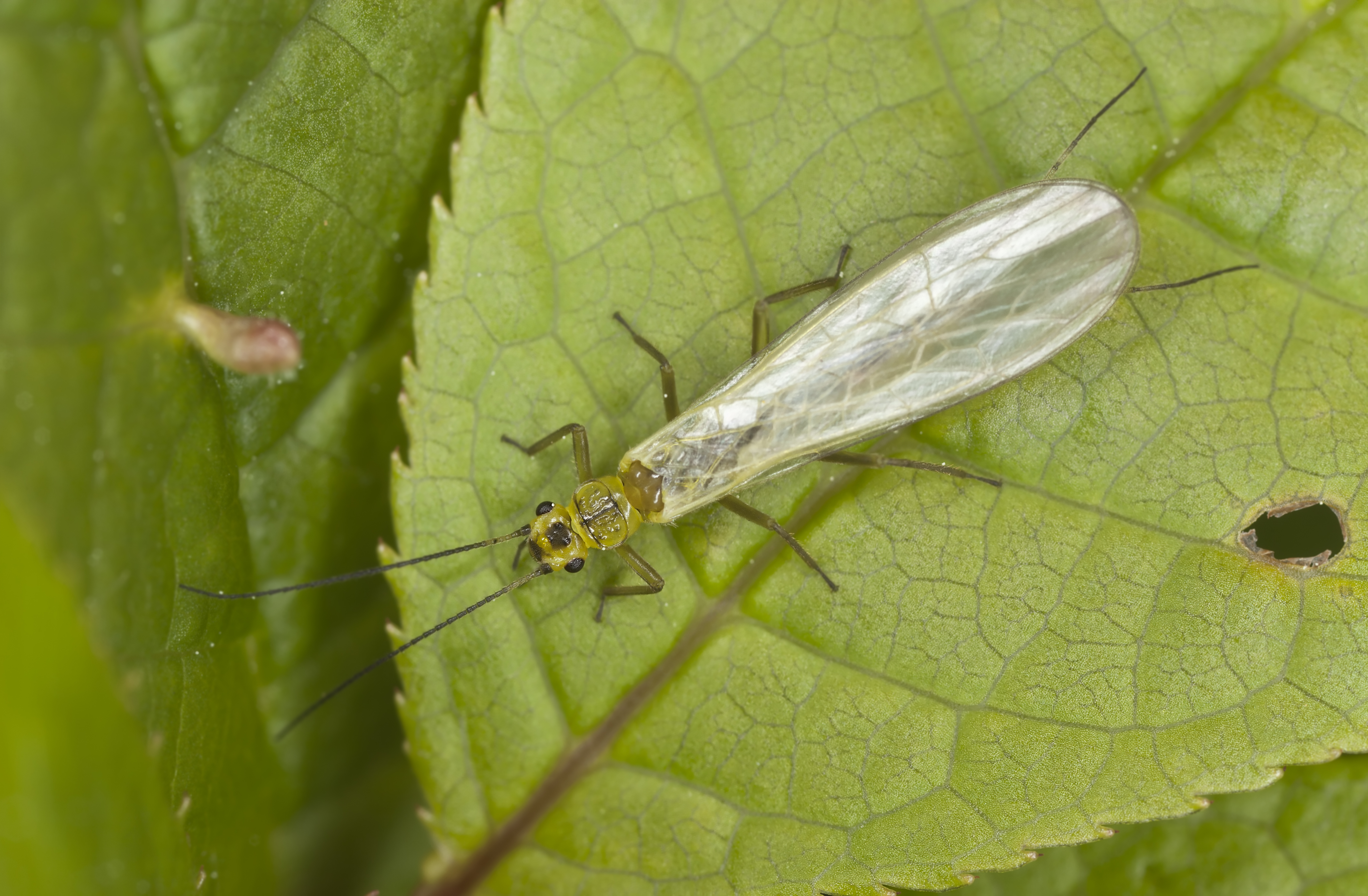 Stonefly (Thinkstock/PA)