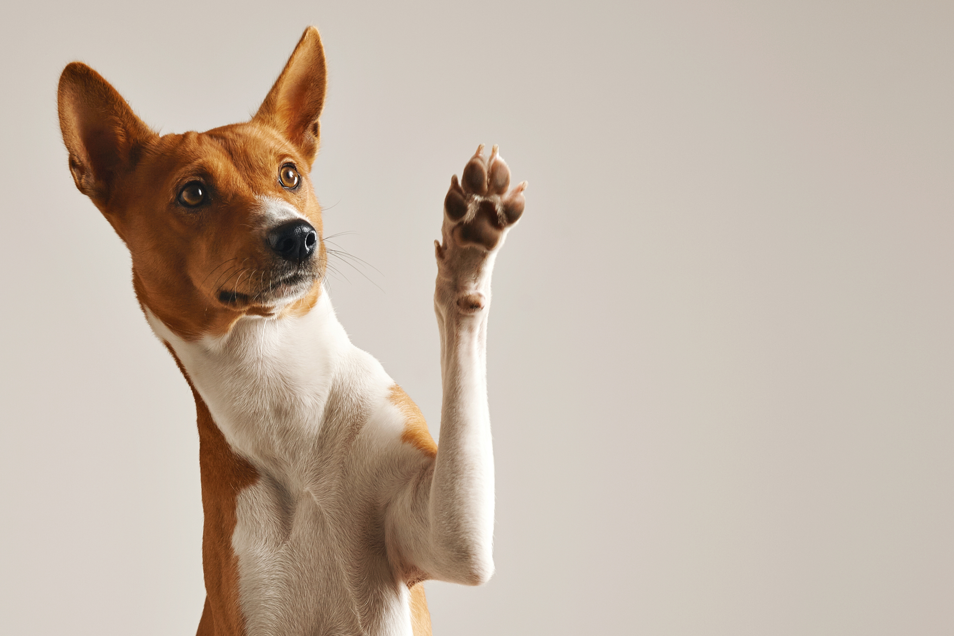 Paws for thought (Thinkstock/PA)