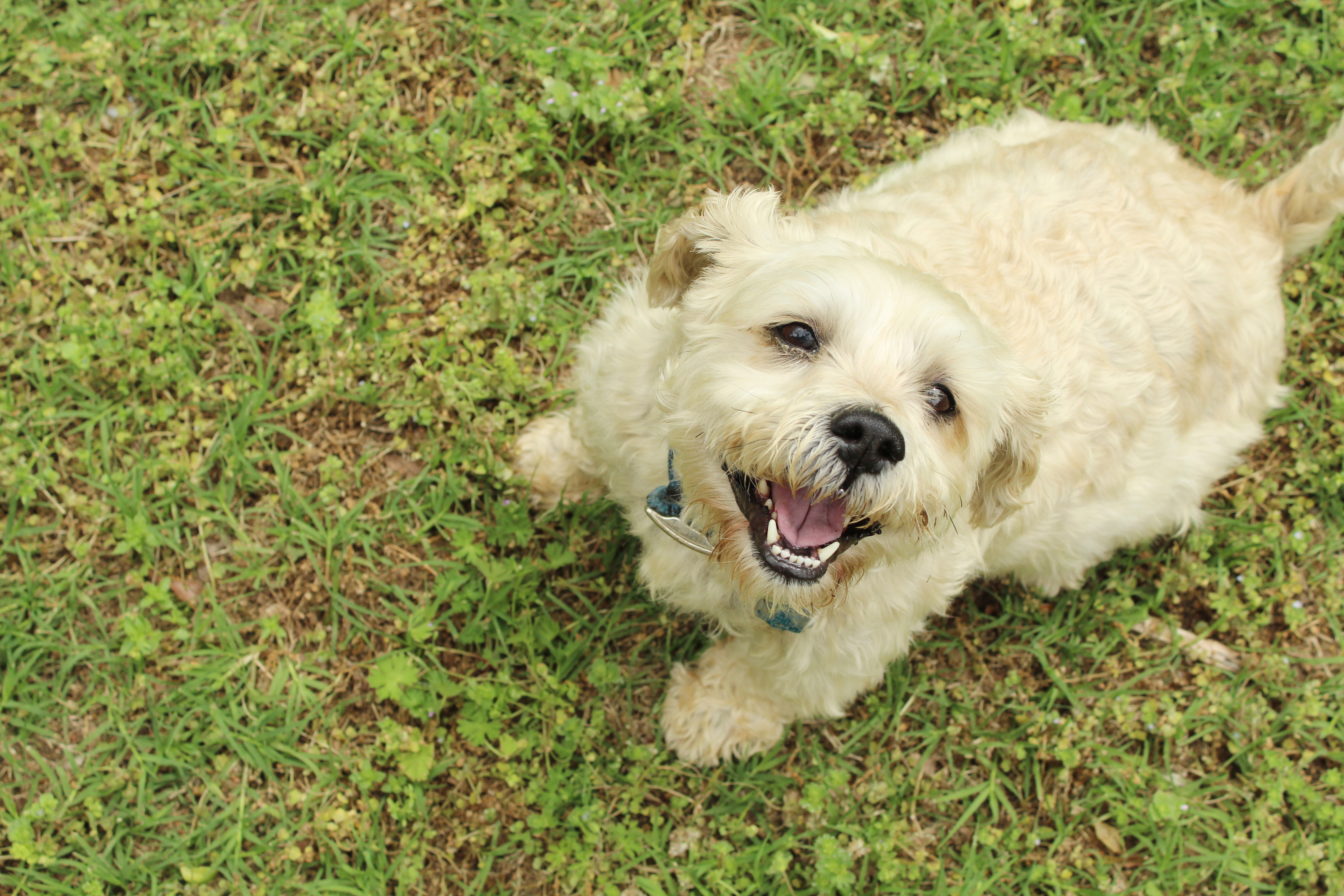 A dog may bark out of boredom (Thinkstock/PA)
