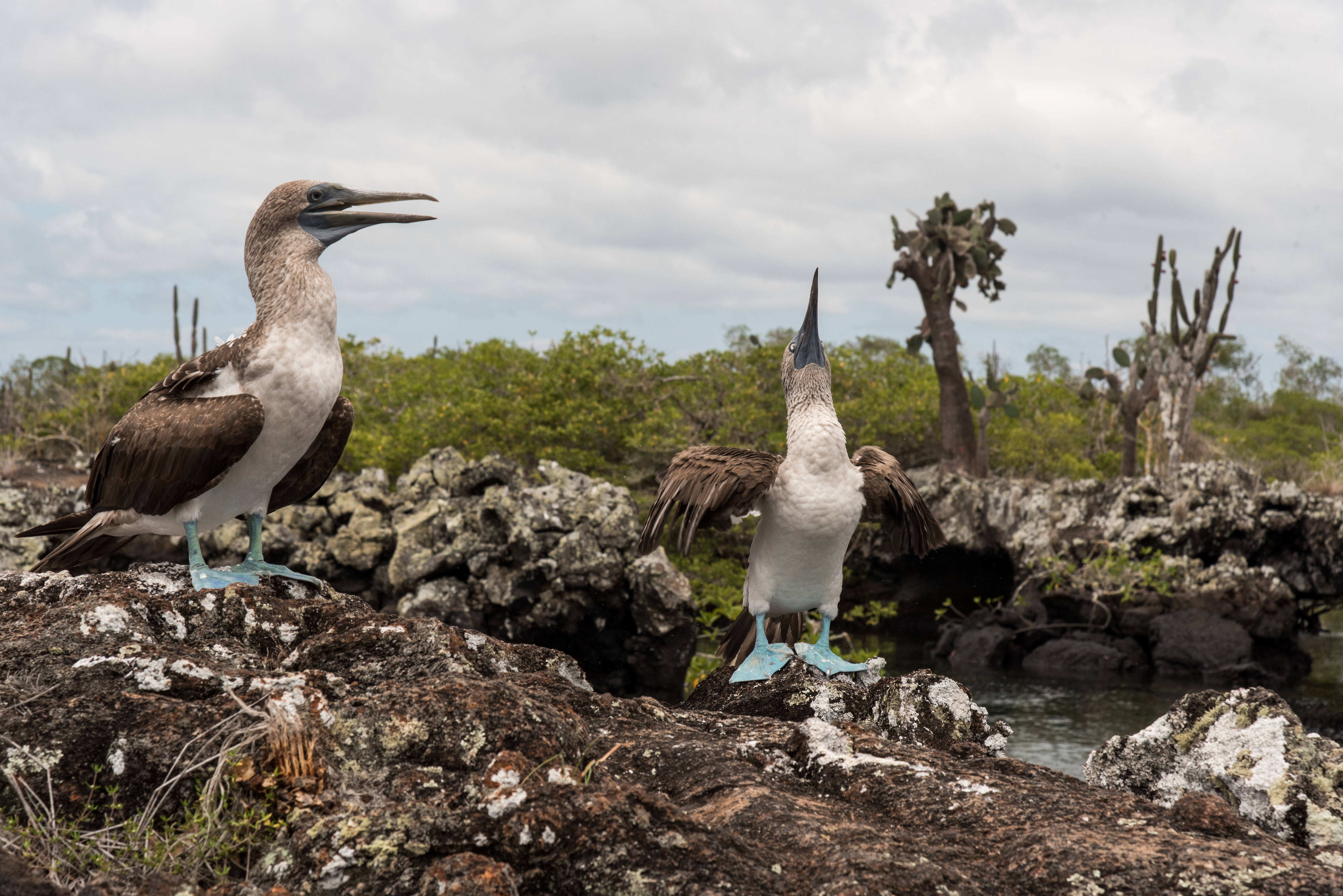 Blue-footed boobies at Los Tuneles on Isabela Island (Sarah Marshall/PA)