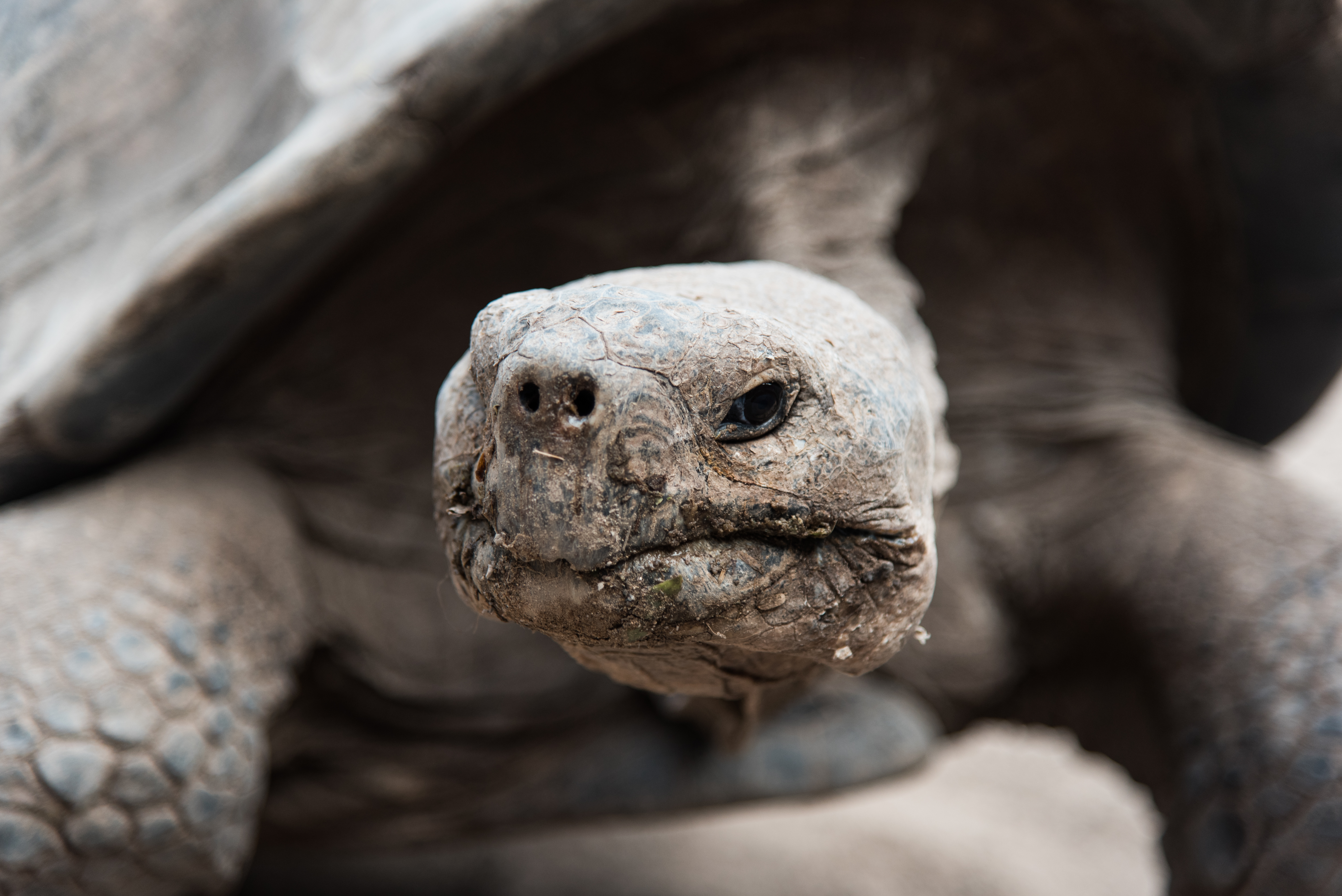 A giant tortoise