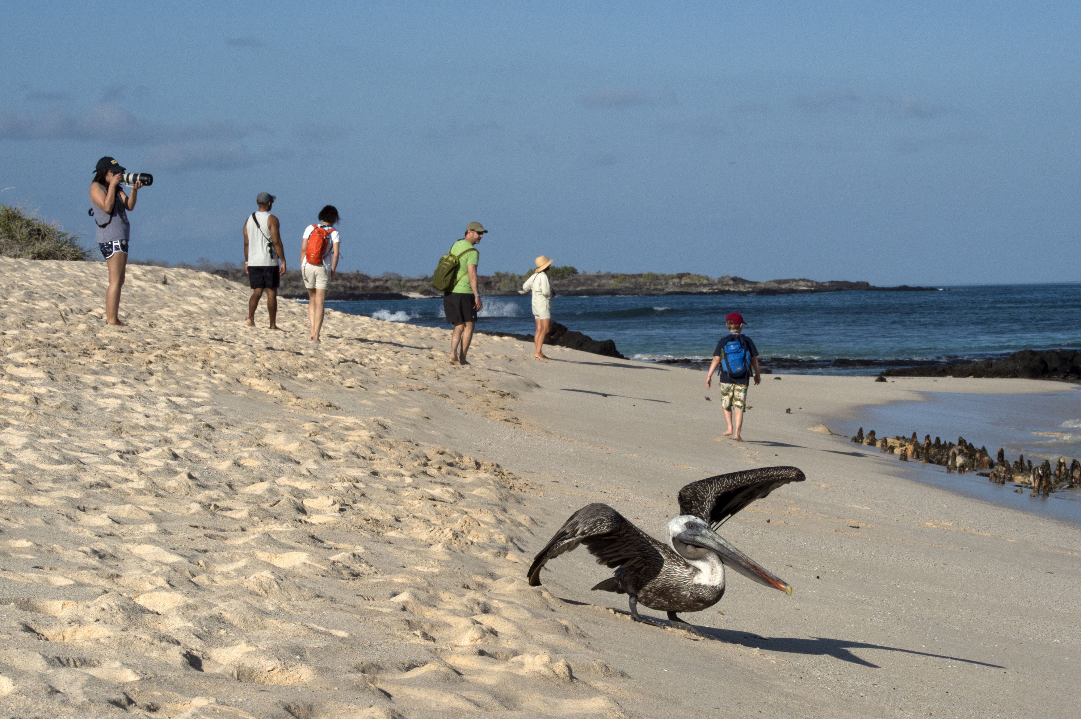 A pelican and people on the beach in Santa Cruz (Renato Granieri/PA)