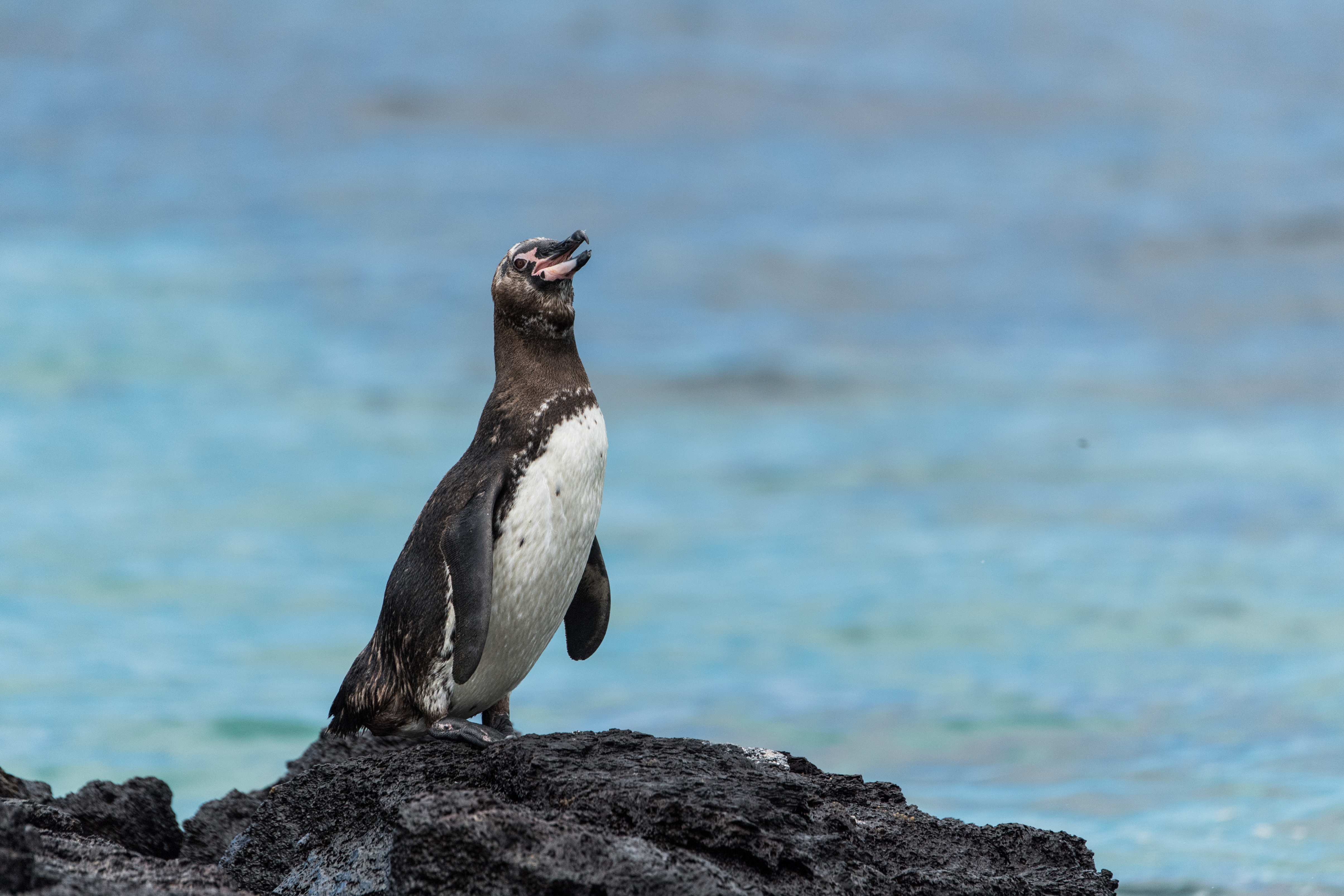 A Galapagos penguin (Sarah Marshall/PA)