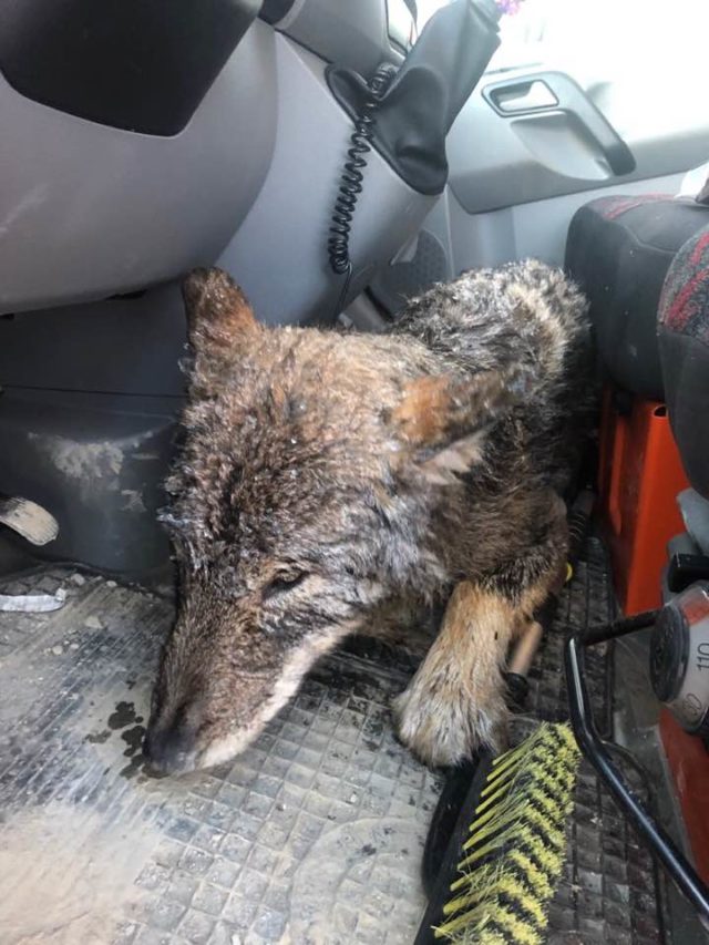 The wolf in the car