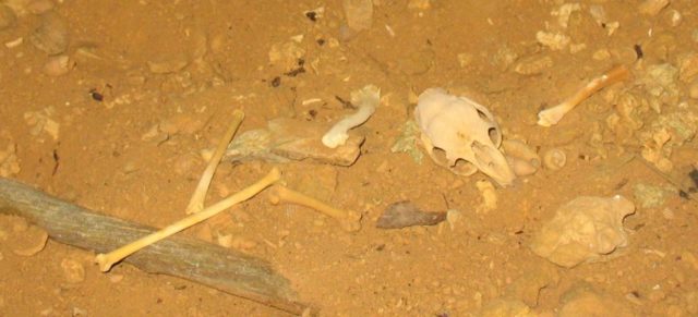 Fossils of capromys skull and limbs and bird bones found in Little Cayman