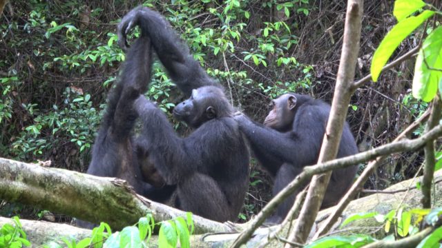 Male chimpanzees groom one another (Tobias Deschner/Loango Chimpanzee Project/ PA)