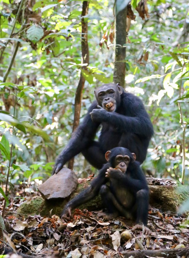 Chimpanzees crack nuts with a stone hammer (Liran Samuni/ Taï Chimpanzee Project/ PA)