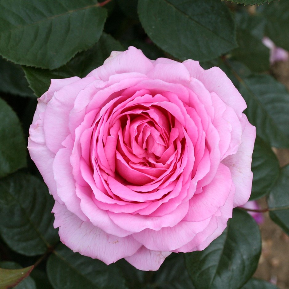 (RHS/PA)