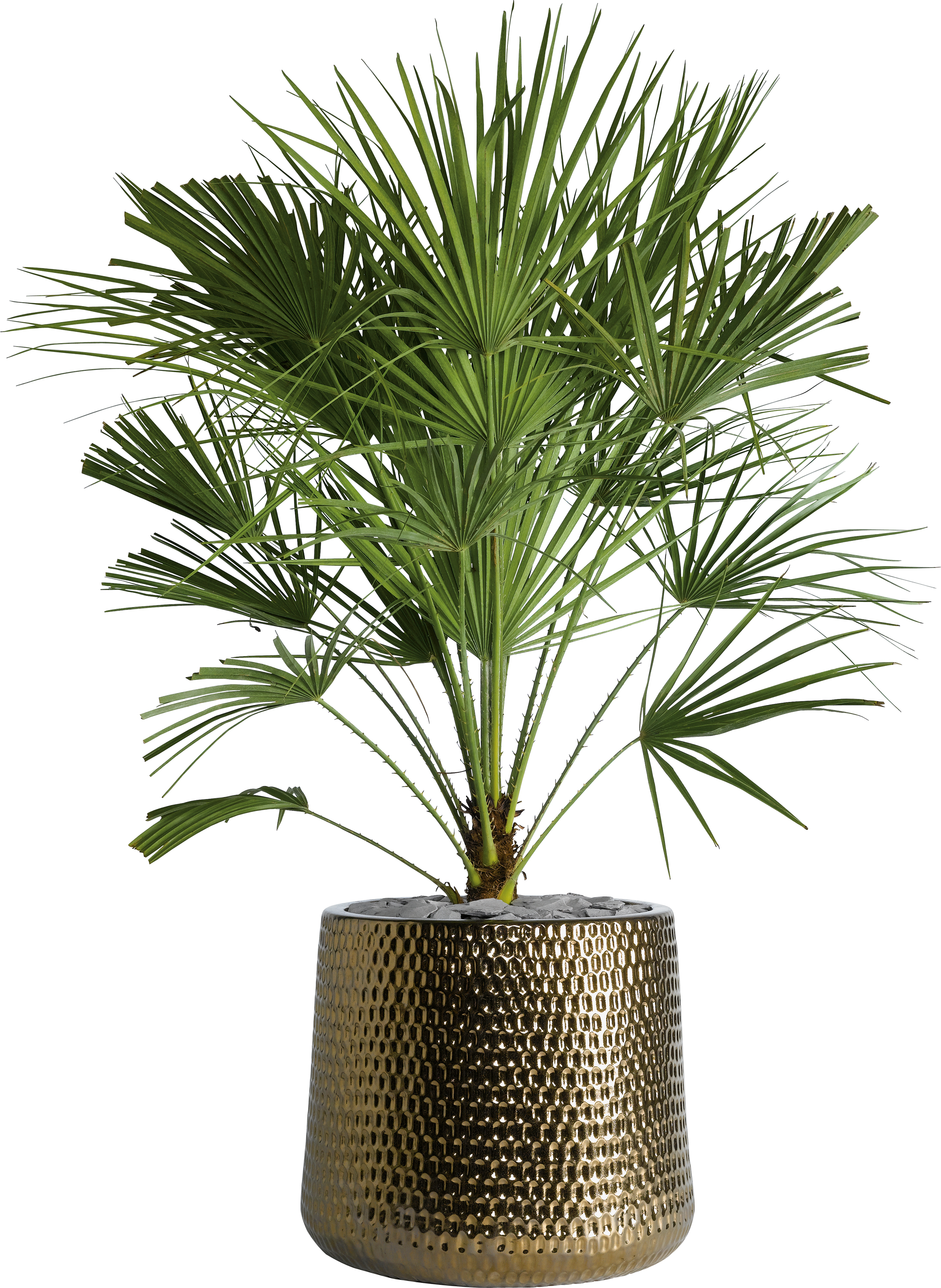 (Homebase/PA)