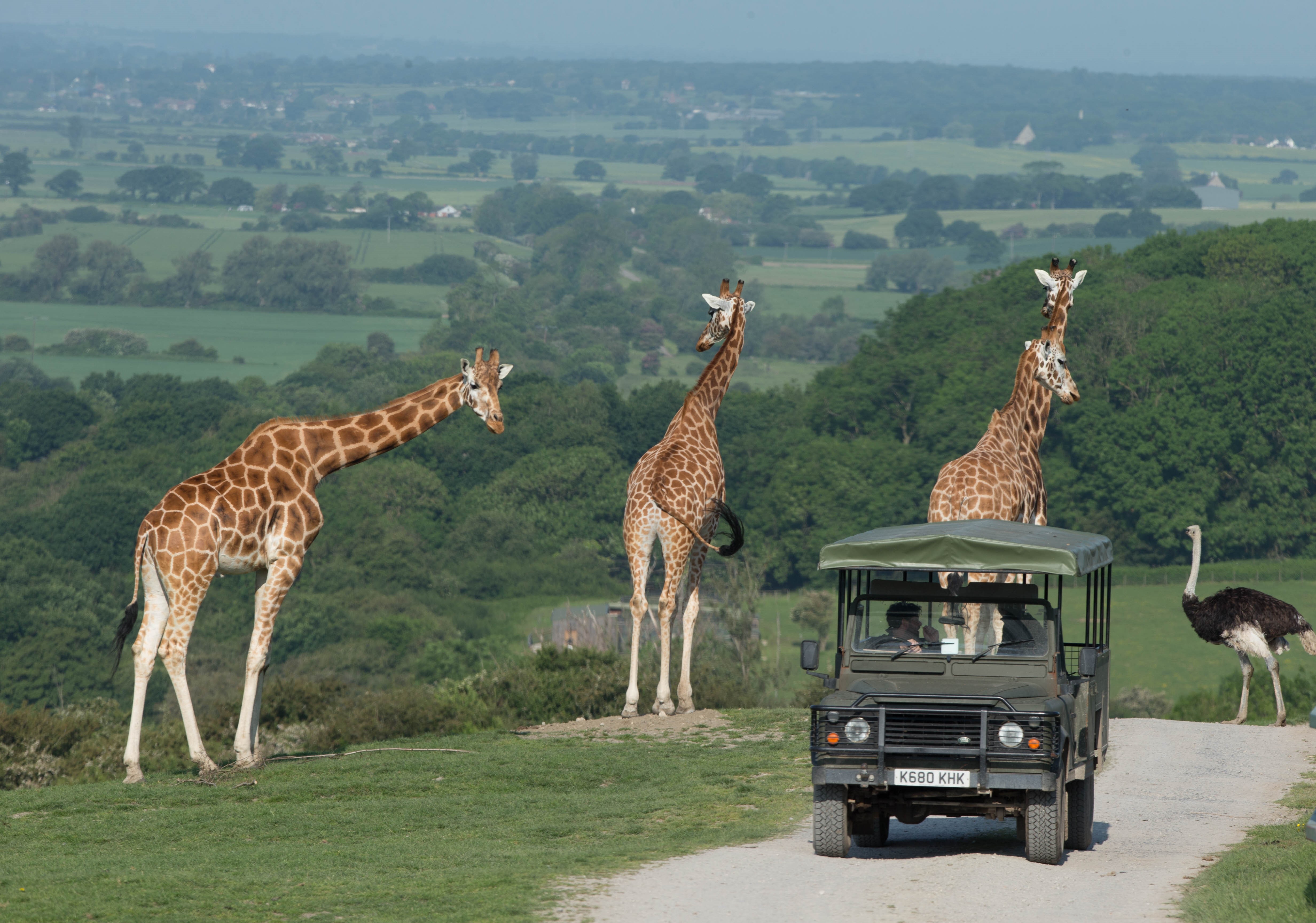 Giraffe and ostrich