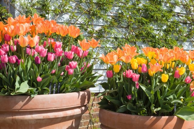 Tulips are at a high risk of being eaten (RHS/Lee Beel/PA)