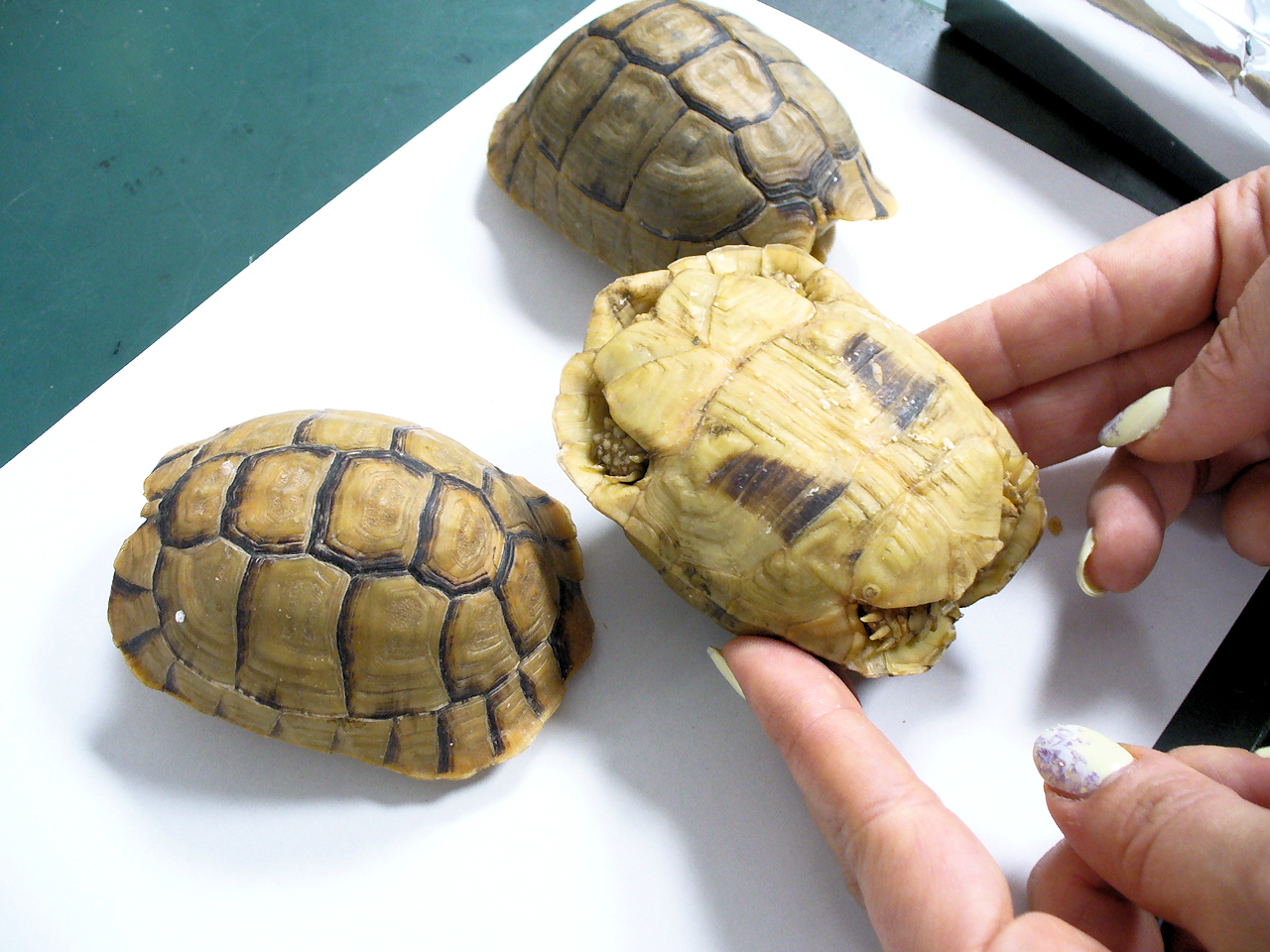Three Moroccan tortoises
